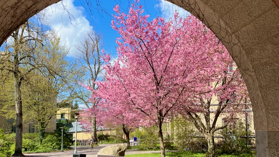 A blossoming cherry tree on campus seen through an arch in a wall