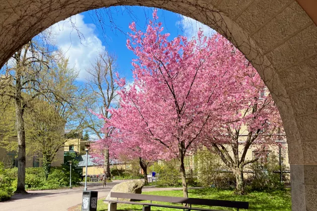 A blossoming cherry tree on campus seen through an arch in a wall